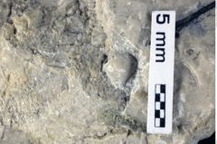 Foto (Detailansicht) von Goniodromites complanatus (Reuss, 1858) (NHMW-GEO-1990-0041-0430)